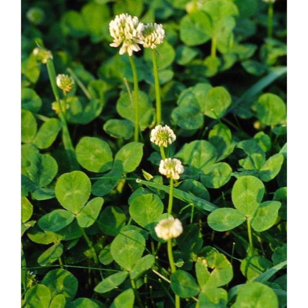 trifolium repens l.