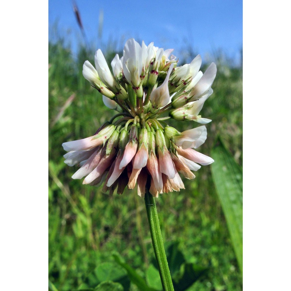 trifolium repens l.