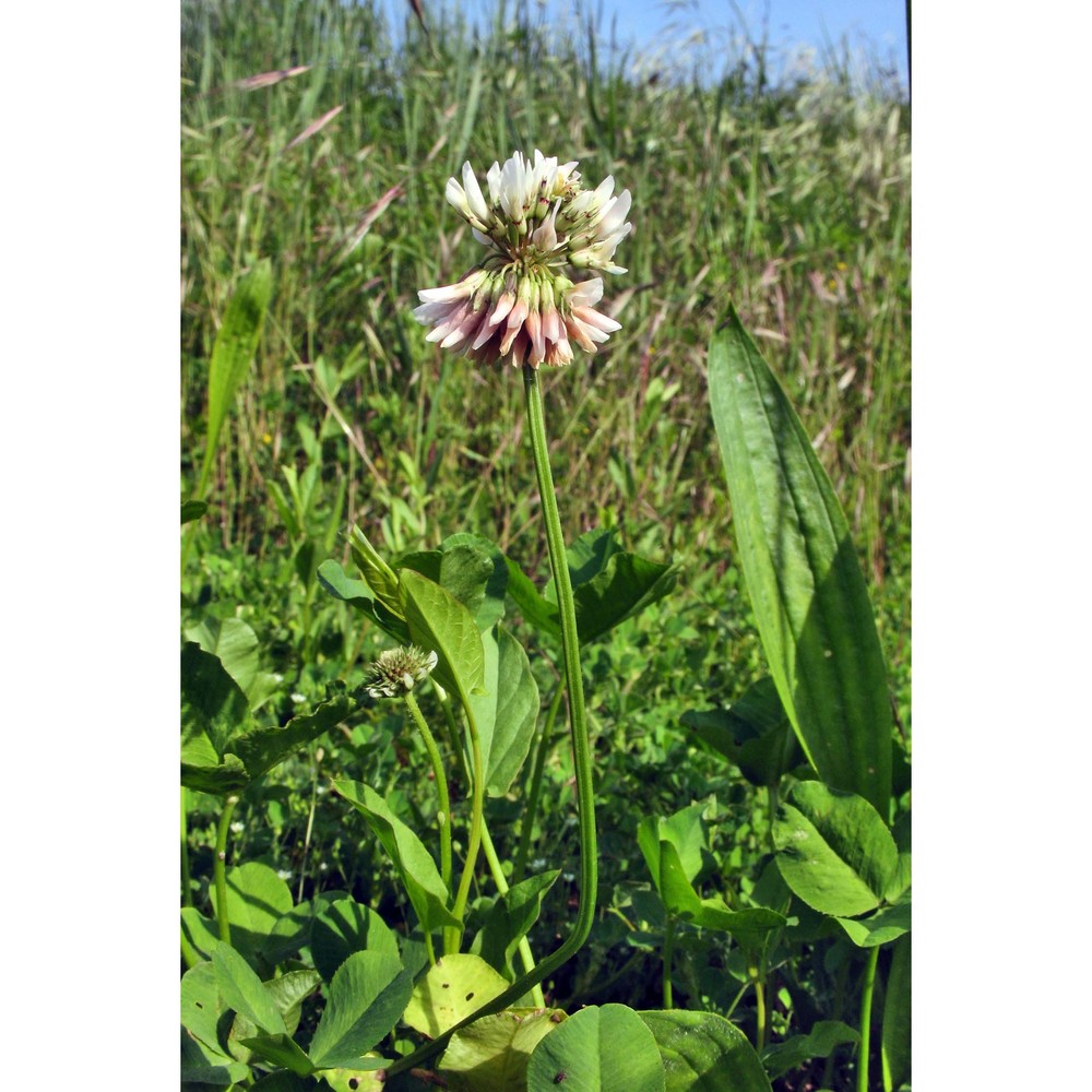 trifolium repens l.