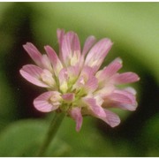trifolium resupinatum l.