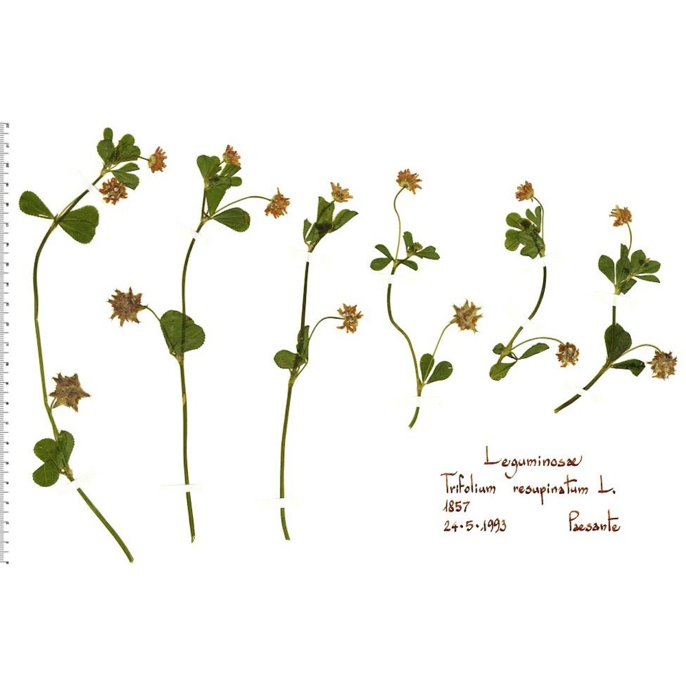 trifolium resupinatum l.