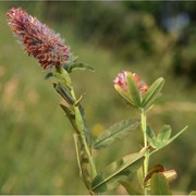 trifolium rubens l.