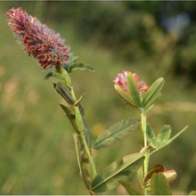 trifolium rubens l.