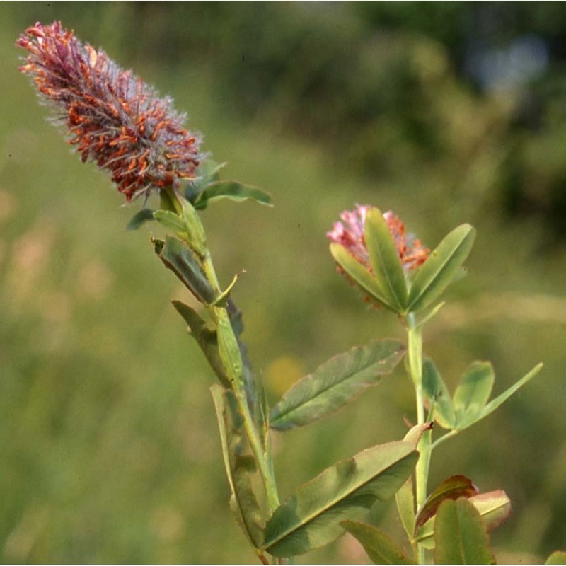 trifolium rubens l.