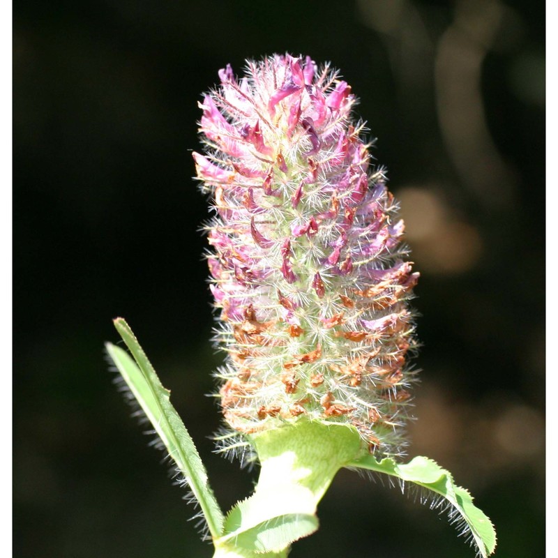 trifolium rubens l.