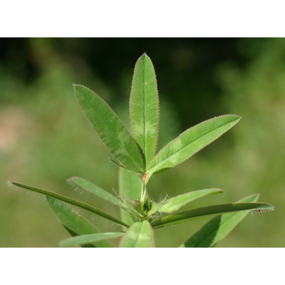 trifolium rubens l.