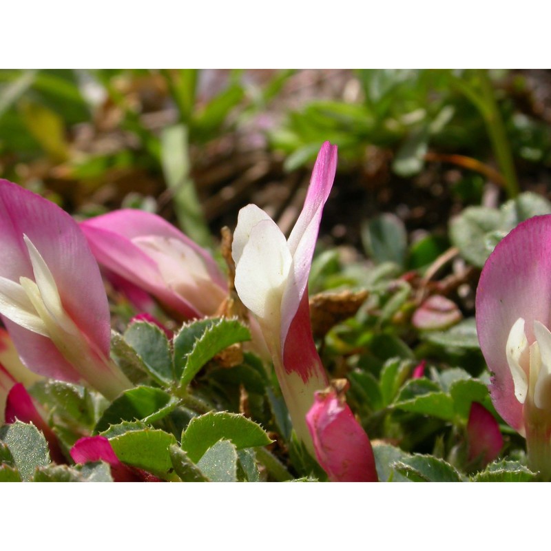 trifolium savianum guss.