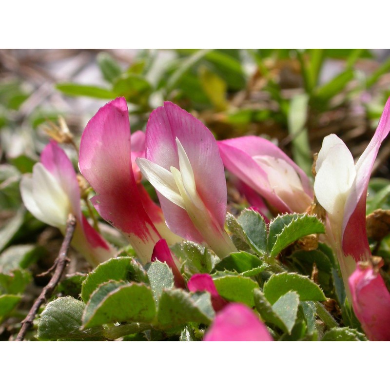 trifolium savianum guss.