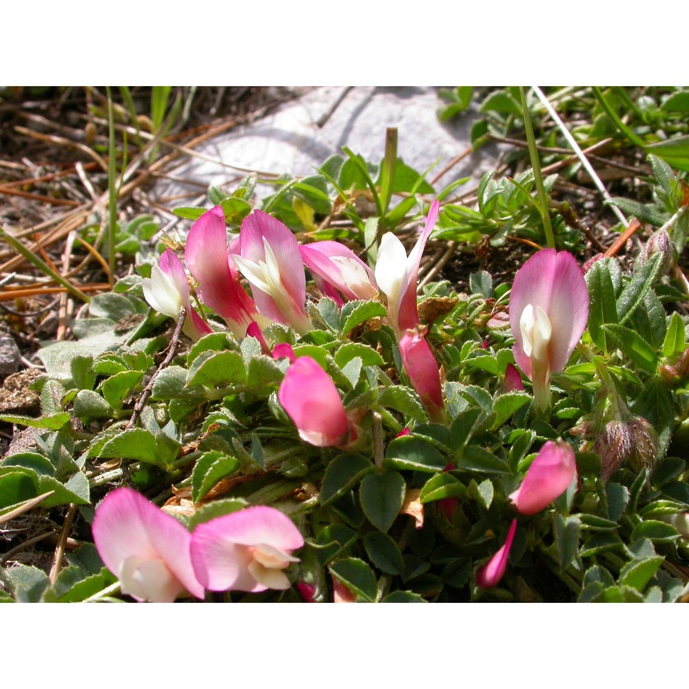 trifolium savianum guss.