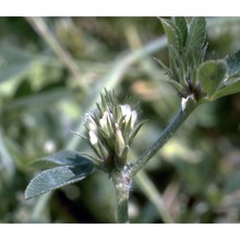 trifolium scabrum l.