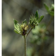 trifolium scabrum l.