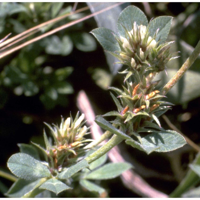 trifolium scabrum l.