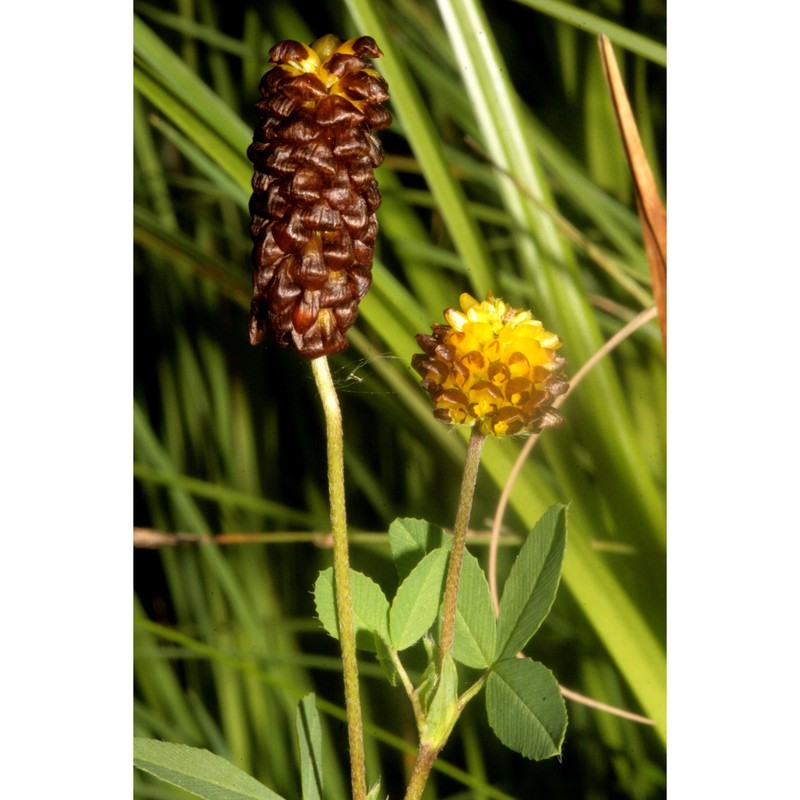 trifolium spadiceum l.