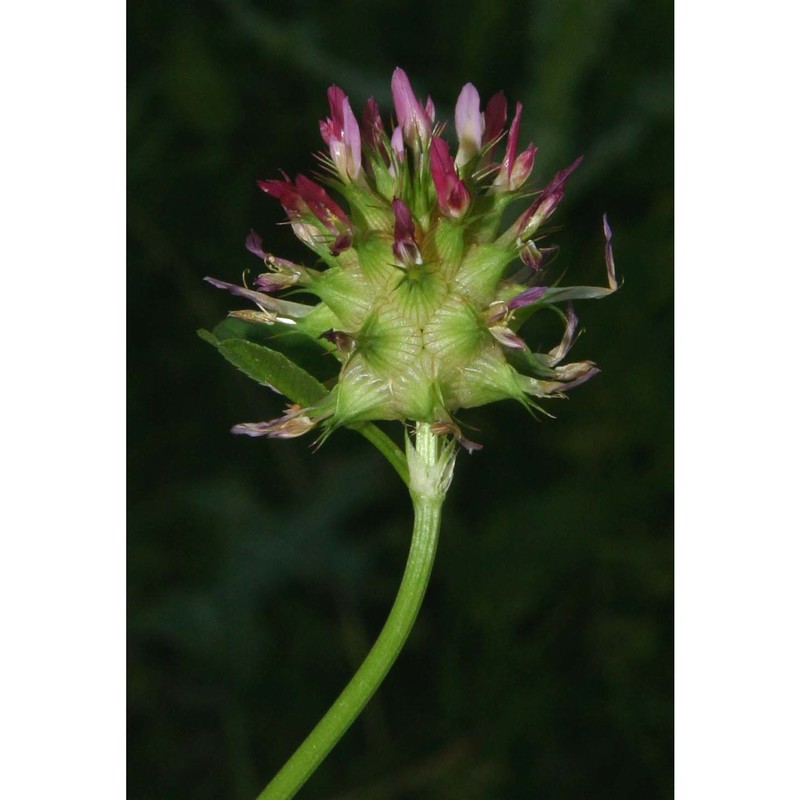 trifolium spumosum l.