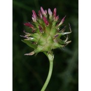 trifolium spumosum l.