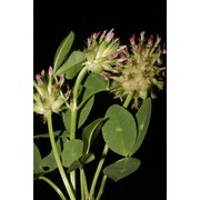 trifolium spumosum l.