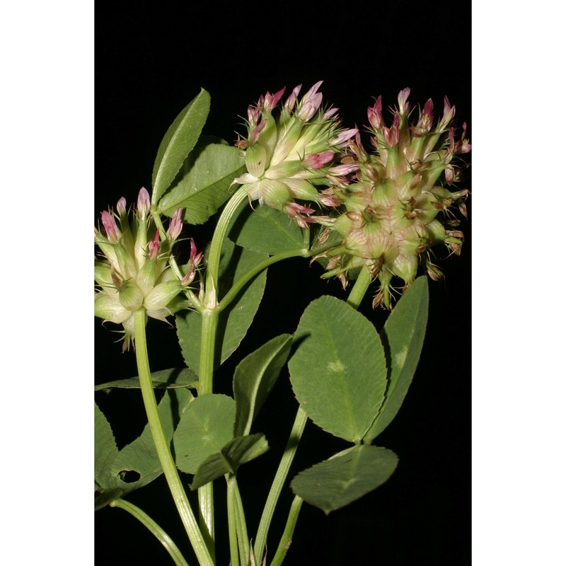trifolium spumosum l.