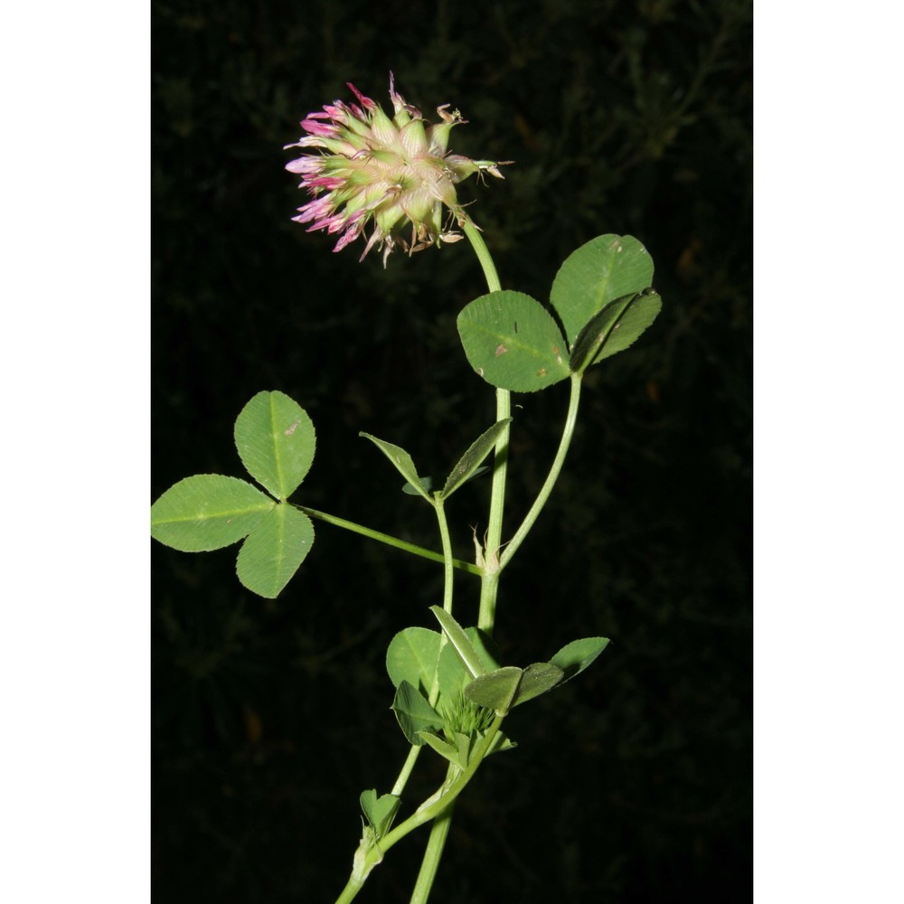 trifolium spumosum l.