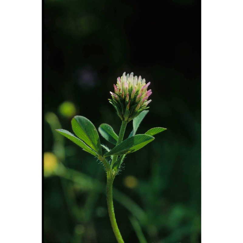 trifolium squamosum l.