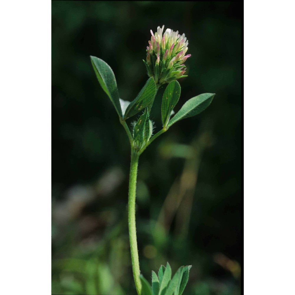 trifolium squamosum l.