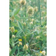 trifolium squarrosum l.