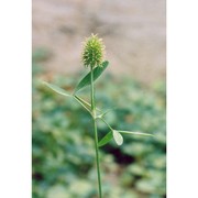 trifolium squarrosum l.