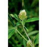 trifolium squarrosum l.