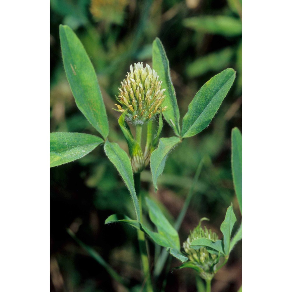 trifolium squarrosum l.