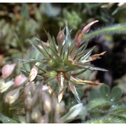 trifolium stellatum l.