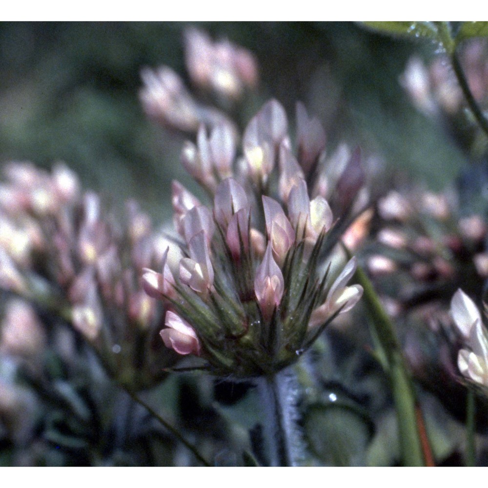 trifolium stellatum l.