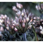 trifolium stellatum l.