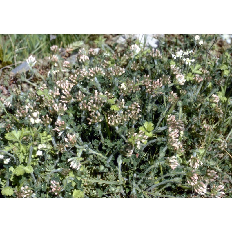 trifolium stellatum l.