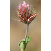 trifolium stellatum l.