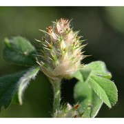 trifolium striatum l.