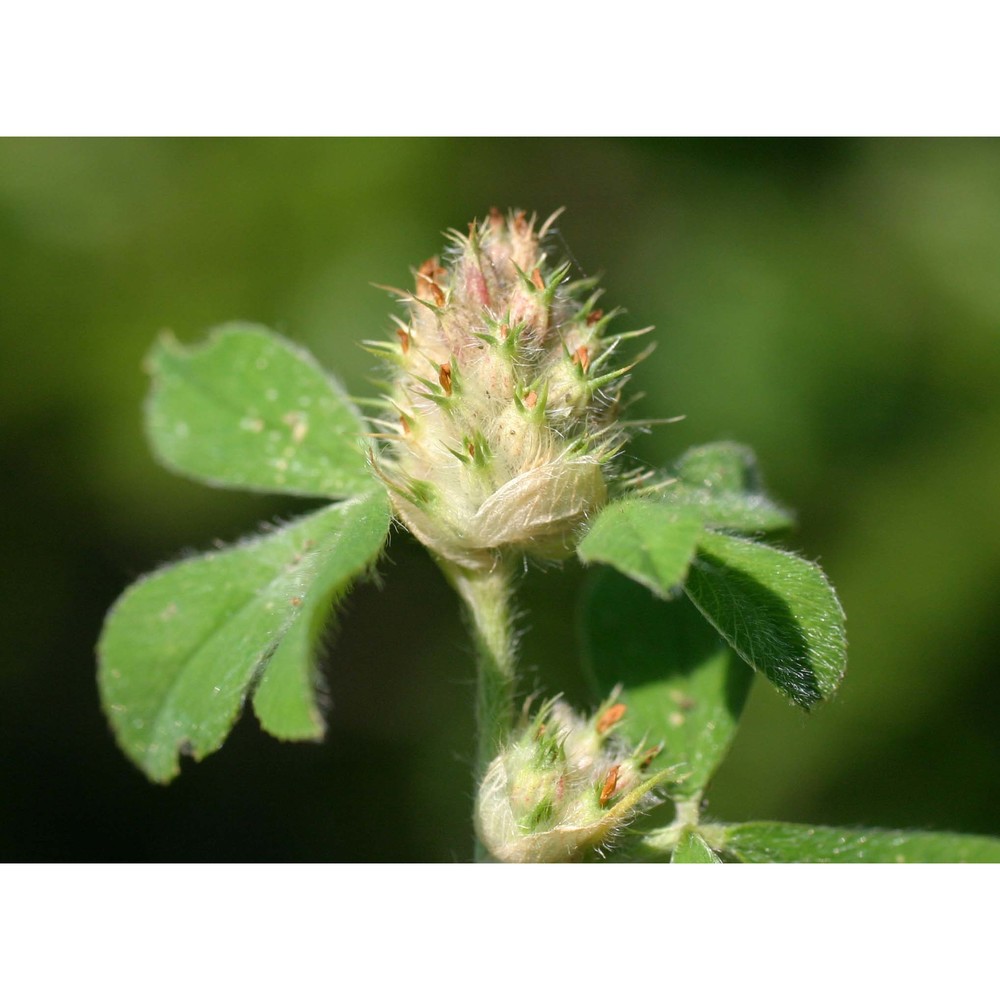 trifolium striatum l.