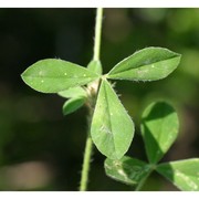 trifolium striatum l.