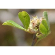 trifolium striatum l.