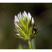 trifolium strictum l.