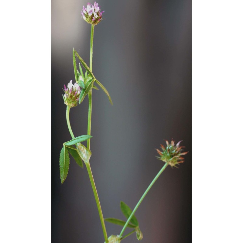 trifolium strictum l.