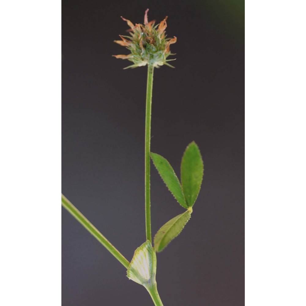 trifolium strictum l.