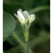 trifolium subterraneum l.