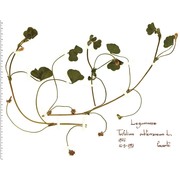 trifolium subterraneum l.