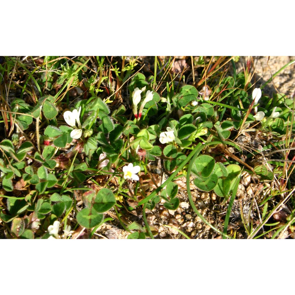 trifolium subterraneum l.