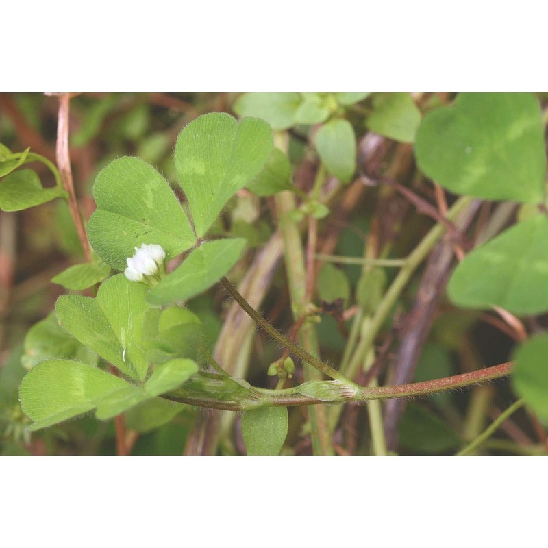 trifolium subterraneum l.