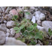 trifolium suffocatum l.