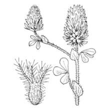 trifolium sylvaticum gérard ex loisel.