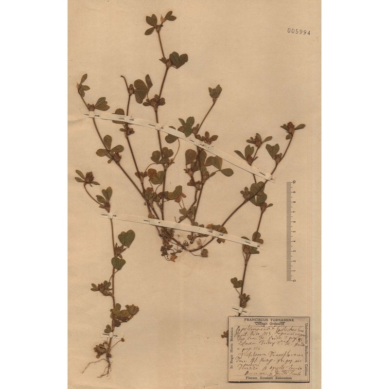 trifolium tenuifolium ten.