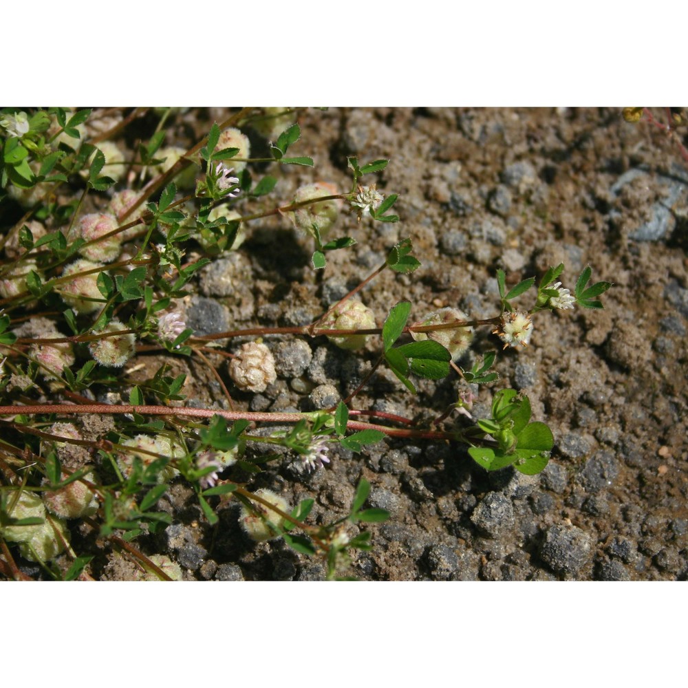 trifolium tomentosum l.