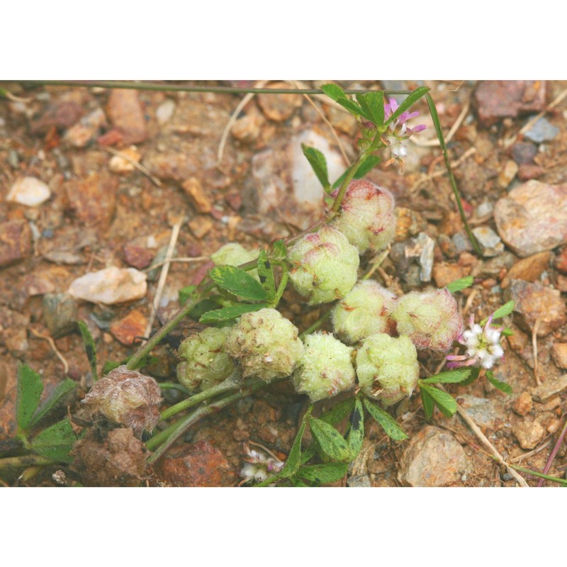 trifolium tomentosum l.