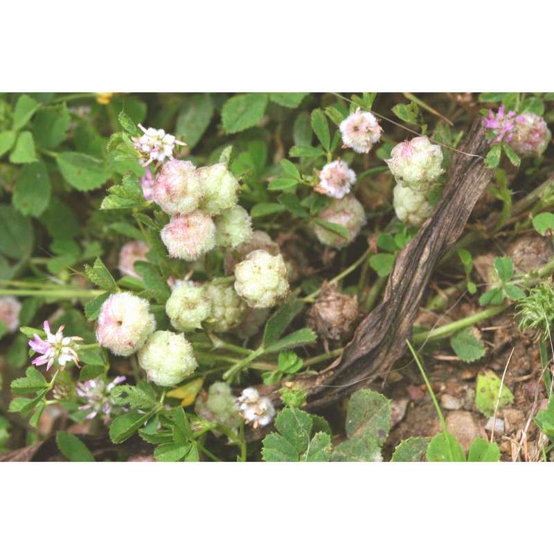 trifolium tomentosum l.